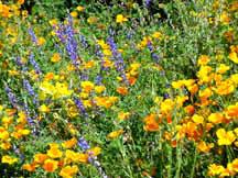 Wild flowers near Oatman, Arizona